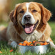 The Power of Balanced Nutrition: What Dogs Need (and Why Clean Ingredients Matter)