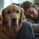 How Your Stress Might Be Affecting Your Dog—And What You Can Do About It